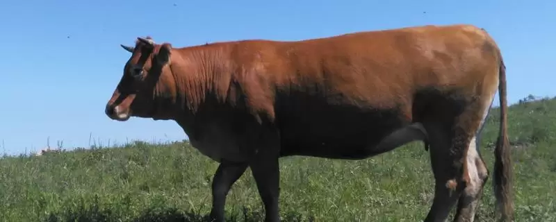 养牛冬天没草吃怎么办,可以用玉米秸秆或者小麦秸秆代替-会东网