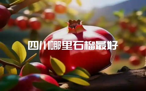四川哪里石榴最好-会东网