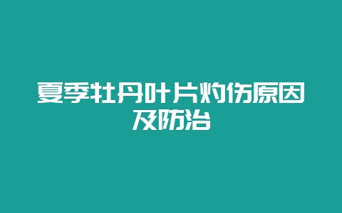 夏季牡丹叶片灼伤原因及防治插图 夏季牡丹叶片灼伤原因及防治插图