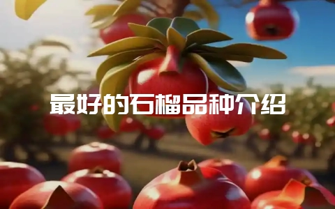 最好的石榴品种介绍-会东网