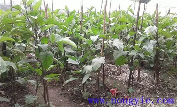 夏茄子定植后怎样浇水 夏茄子种植技术与田间管-会东网