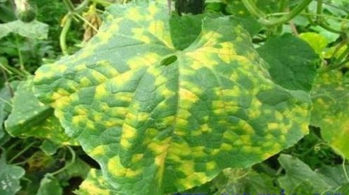 丝瓜病虫害识别与防治 丝瓜的病虫防治技术要点插图1