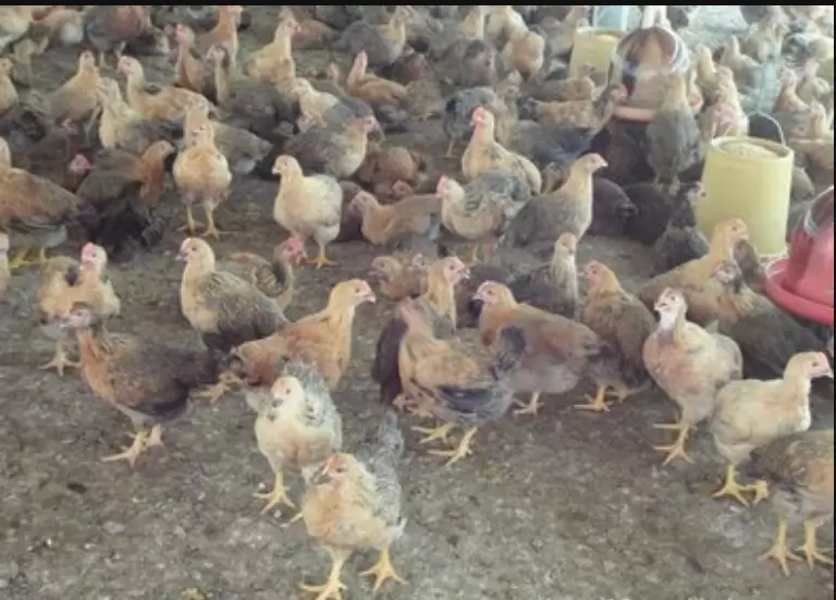 天气原因，预防鸡群感冒，预防如何做的，来教你一招-会东网