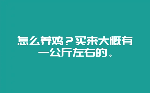 怎么养鸡？买来大慨有一公斤左右的。-会东网