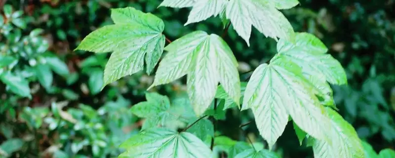 双子叶植物和单子叶植物的区别-会东网