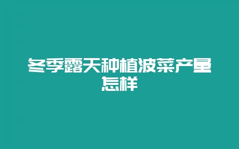 冬季露天种植波菜产量怎样插图 冬季露天种植波菜产量怎样插图