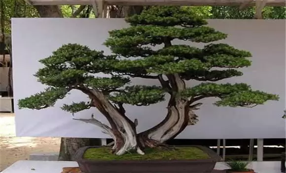 刺柏的盆景制作技术-会东网