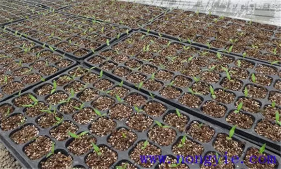 越冬番茄什么时间育苗 越冬番茄育苗方法-会东网