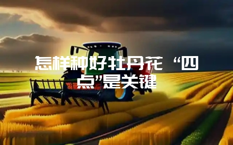 怎样种好牡丹花 “四点”是关键-会东网