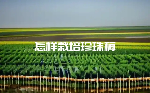 怎样栽培珍珠梅-会东网