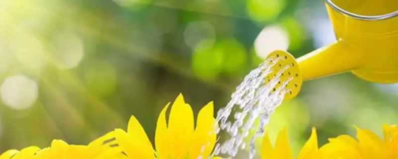 过期牛奶怎么处理才能浇花-会东网