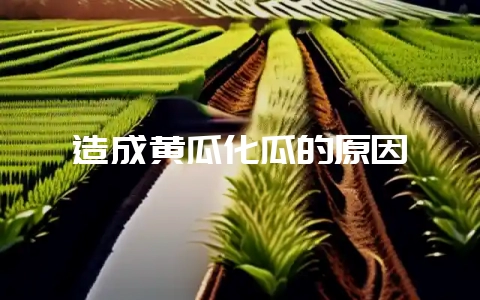 造成黄瓜化瓜的原因-会东网