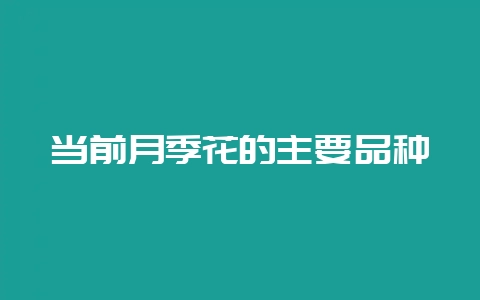当前月季花的主要品种-会东网