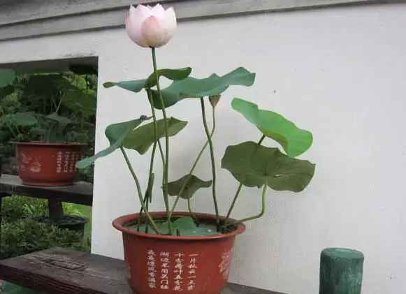 碗莲的种植方法-会东网