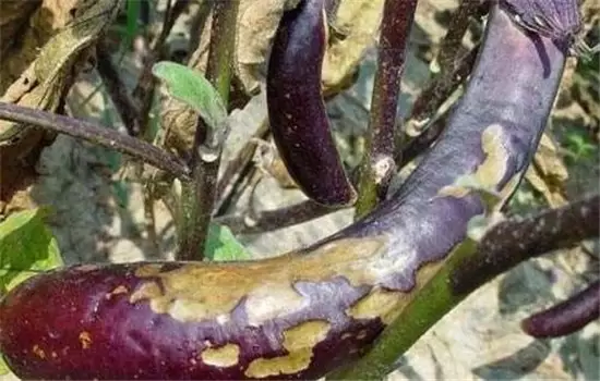 茄子病虫害防治：茄子绵疫病、褐纹病、地老虎-会东网