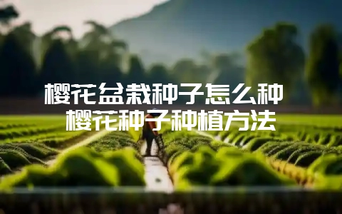 樱花盆栽种子怎么种 樱花种子种植方法-会东网