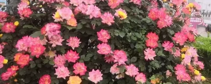 幸福香花的养殖方法-会东网