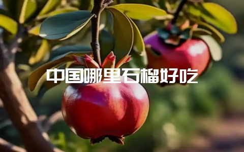 中国哪里石榴好吃-会东网
