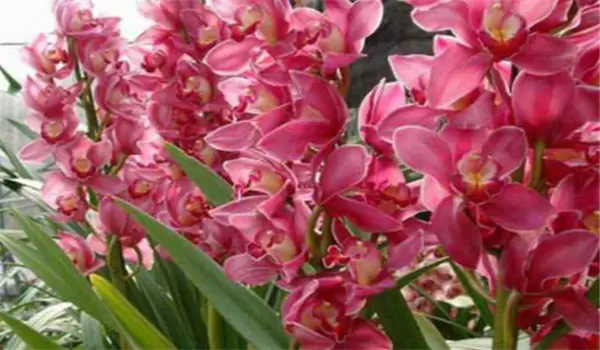 大花蕙兰什么时候开花,如何养护与管理-会东网