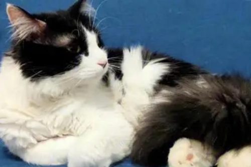 一直高冷的猫咪为什么突然变得粘人，一般表明它生病了插图2