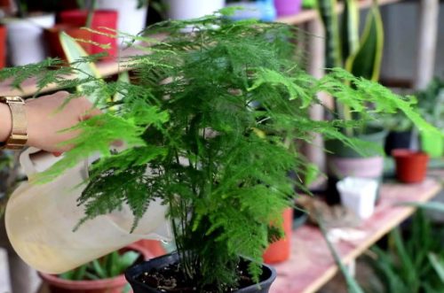 不见光的室内适合养的植物插图2