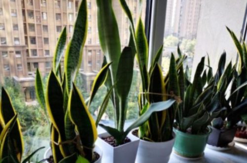不见光的室内适合养的植物插图4