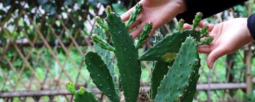 7种适合卧室养的植物-会东网