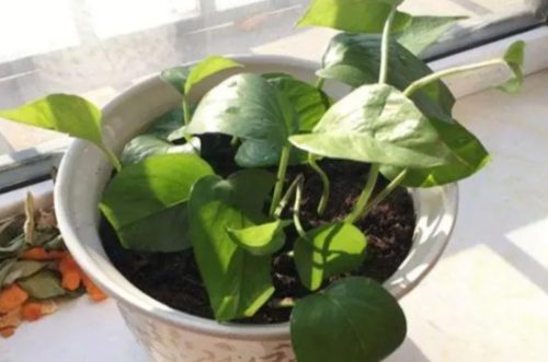 7种适合卧室养的植物插图6