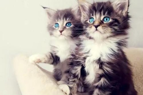 一直高冷的猫咪为什么突然变得粘人，一般表明它生病了插图1