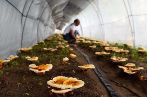 在农村怎样富起来,需结合所在地的优势选择项目插图4 在农村怎样富起来,需结合所在地的优势选择项目插图4