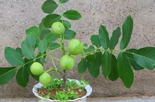 不适合冬季修剪的树木有插图4