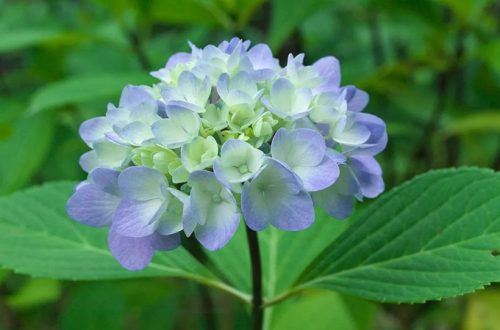 八仙花的生长习性是什么，八仙花和绣球花有哪些不同-会东网