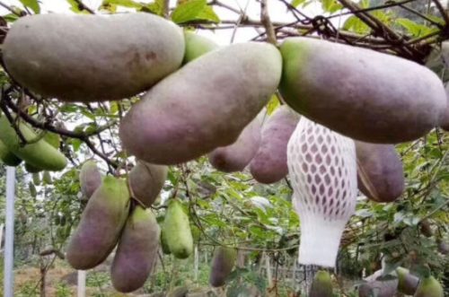 八月瓜种植技术及管理方法插图3 八月瓜种植技术及管理方法插图3