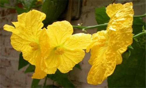 丝瓜烂花怎么办 丝瓜烂花的原因及防治方法插图1