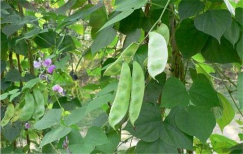 扁豆有哪些品种类型 扁豆栽培技术要点插图