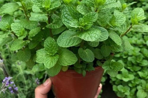 厕所除臭的绿植插图2