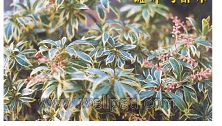 斑叶马醉木的功效与作用-会东网