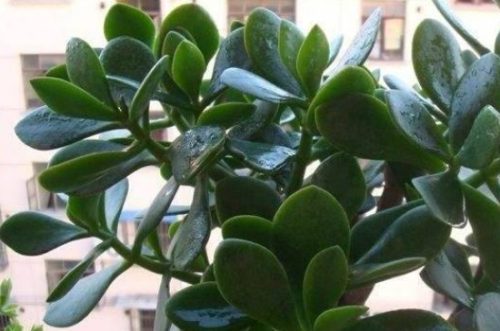 八宝树的养殖方法插图2