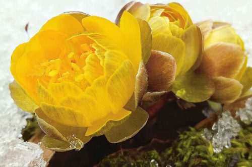 冰凌花的寓意和精神插图3