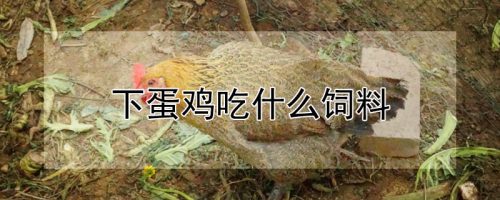 下蛋鸡吃什么饲料-会东网