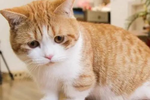 一直高冷的猫咪为什么突然变得粘人，一般表明它生病了插图3
