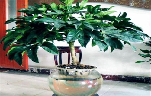 八角金盘是乔木还是灌木，应如何养殖？-会东网