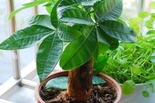 不见光的室内适合养的植物插图3
