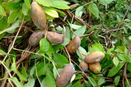 八月瓜种植技术及管理方法插图1 八月瓜种植技术及管理方法插图1