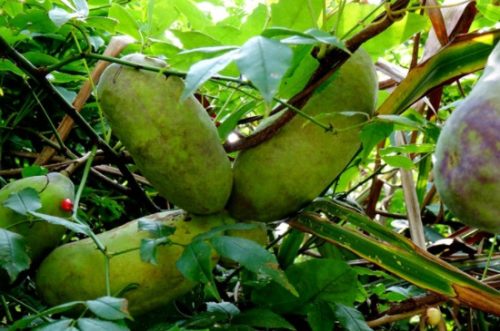 八月瓜种植技术及管理方法插图2 八月瓜种植技术及管理方法插图2