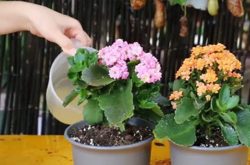7种适合卧室养的植物插图3