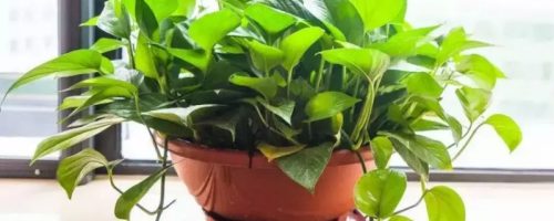 不见光的室内适合养的植物-会东网