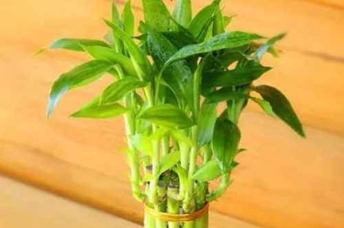 步步高升花盆栽怎么养插图2