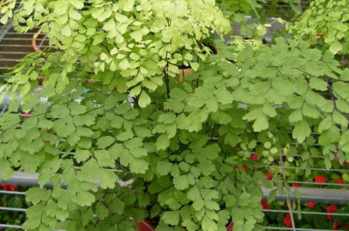 7种适合卧室养的植物插图5
