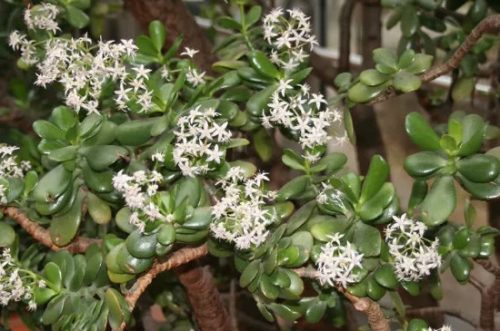 八宝树的养殖方法插图3